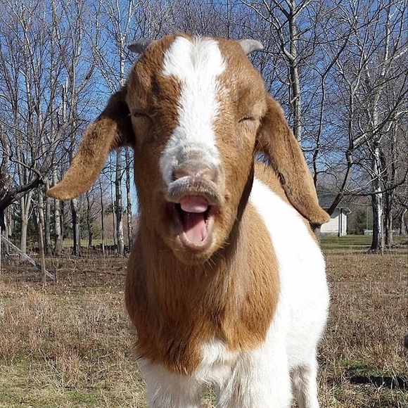squirrelgoat